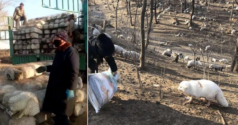174 Foxes Freed From Tiny Cages Feel The Ground For The First Time
