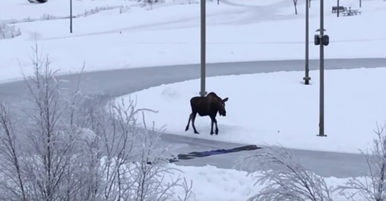 Good Samaritans See Moose Struggling On Ice Rink And Come To The Rescue
