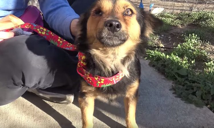 Dog With One Eye Found On The Street Rejected By His Owner Because He Already Had A New Dog