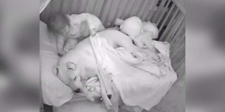 Little Girl Makes Sure Her Dog Is Tucked In Next To Her After Frightening Earthquake