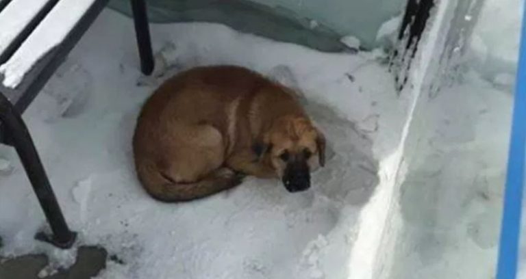 Dog Freezing At Bus Shelter Rescued By Quick-Acting Transit Workers