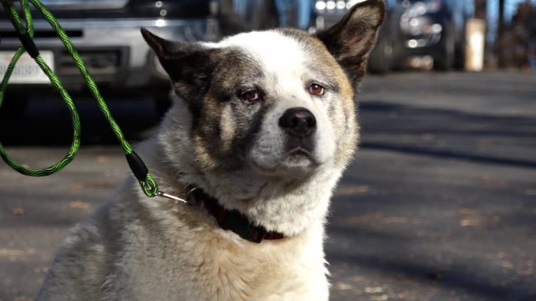Akita Dog Reunited With Family 101 Days After Going Missing In California Wildfire