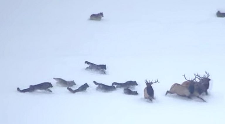 Wolf Pack Give Chase To Group of Elk Through Deep Snow In Spectacular Video