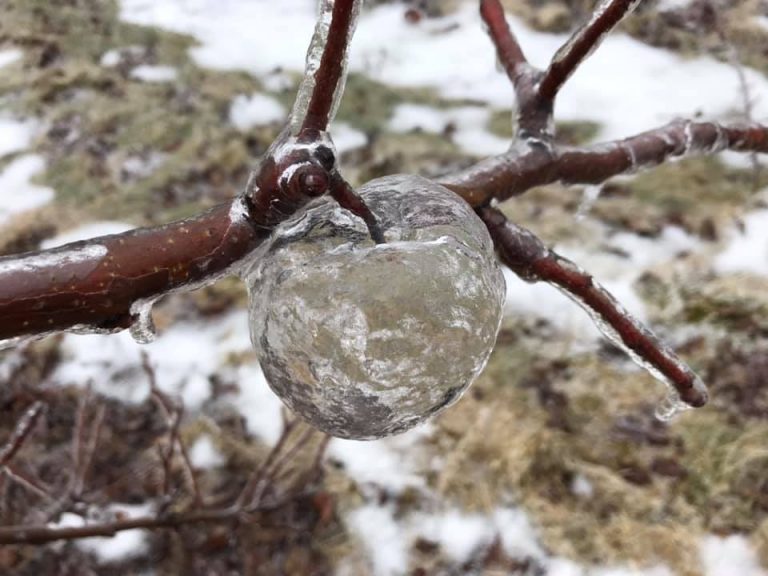 Farmer Discovers ‘Ghost Apples’ While Pruning Fruit Trees After Ice Storm