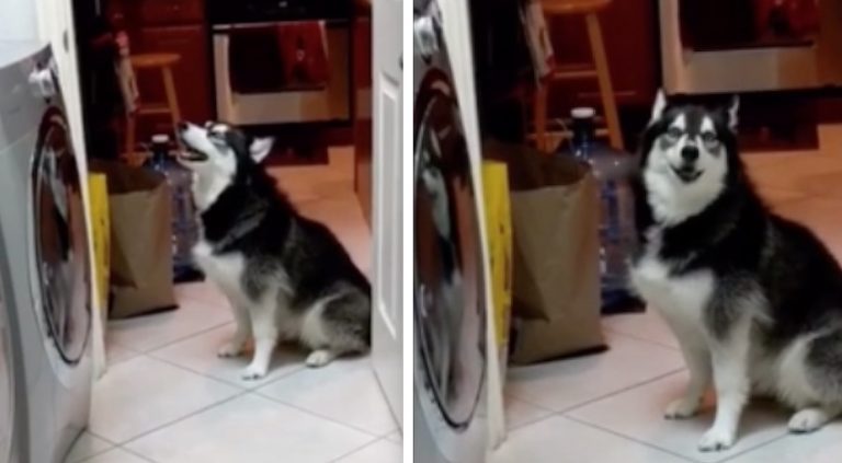 Husky Hilariously Reacts When Mom Puts Her New Tennis Balls In The Dryer