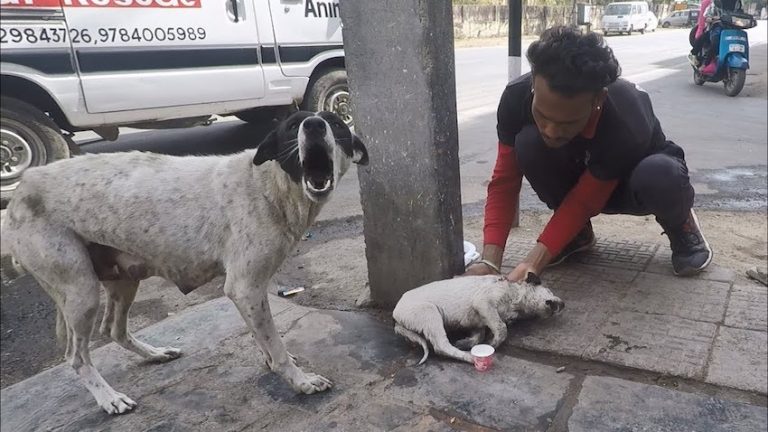 Anguished Mother Dog Cries Out For Help For Her Wounded Puppy