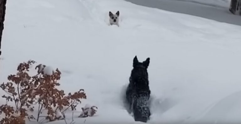 Dog Sees His Buddy Stuck In Deep Snow And Runs To Help