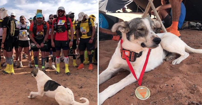 Dog Joins Runners in Sahara Desert, Awes Them By Racing in 140-Mile Race