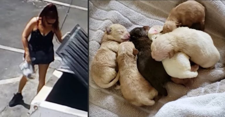 Woman Arrested After Allegedly Throwing Newborn Puppies In Garbage Bin