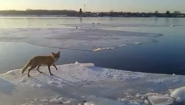 Fisherman Sees Fox Stranded On Sheet Of Ice And Helps Ferry Him Ashore