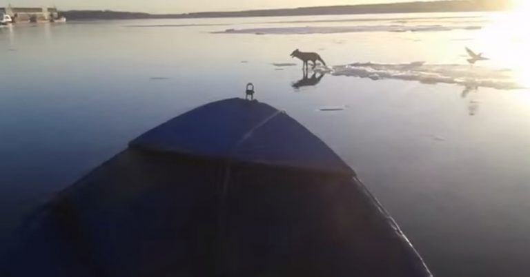Fisherman Sees Fox Stranded On Sheet Of Ice And Helps Ferry Him Ashore