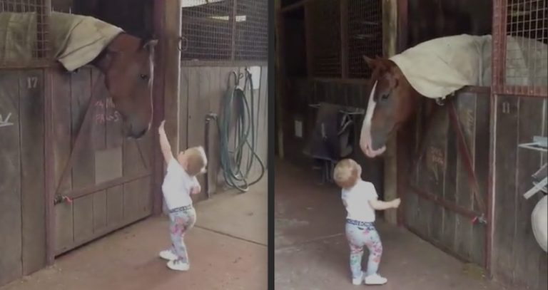 Little Girl Says ‘Hello’ To Horses Every Morning And Gets Sweet Greetings In Return