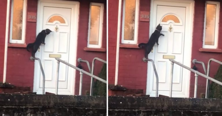 cat knocks at door