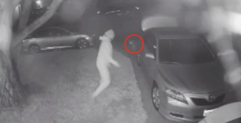 Surveillance Camera Catches Wild Coyote Thwarting Car Thief