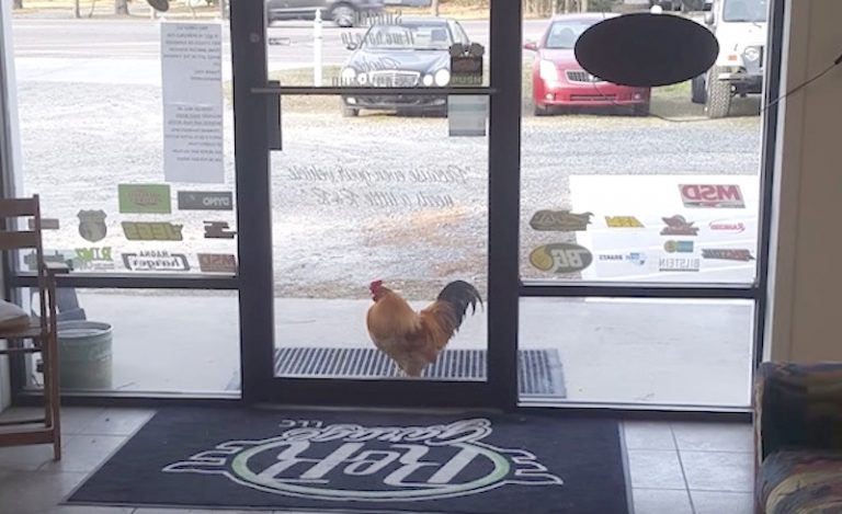 Rooster Shows Up At Auto Shop And Makes It His Home