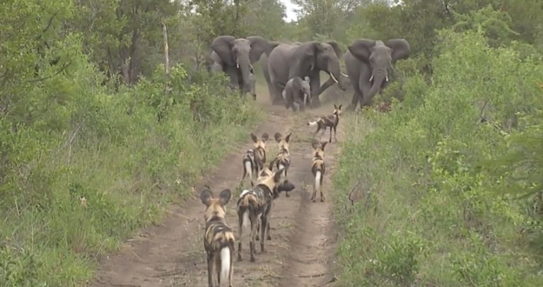 Herd Of Wild Elephants Protect Their Babies From Wild Dogs
