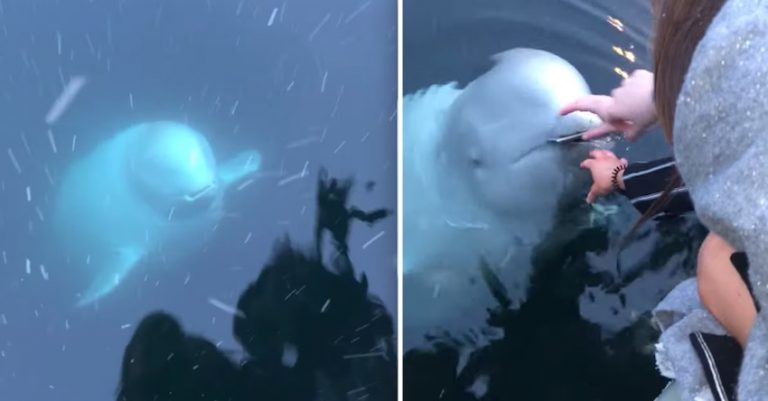 Beluga Whale Retrieves Phone After Woman Accidentally Drops It In Ocean