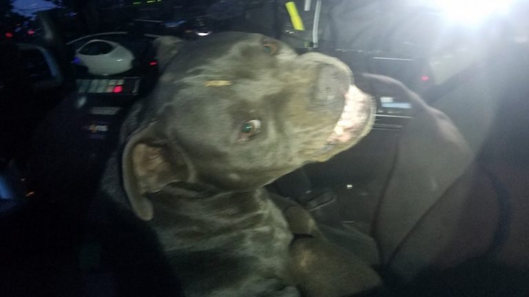 Cranky Stray Pit Bull ‘Hijacks’ Cop’s Car, Grabs Beef Jerky