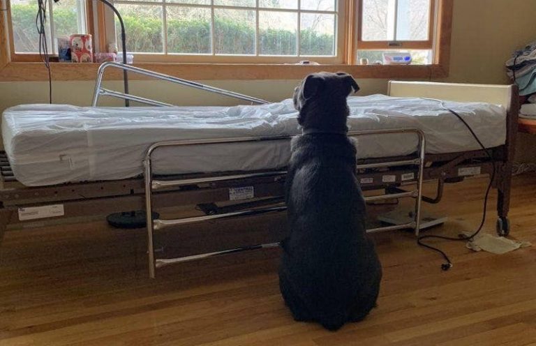Dog Who Waited For Deceased Owner By Empty Hospital Bed Finds New Family