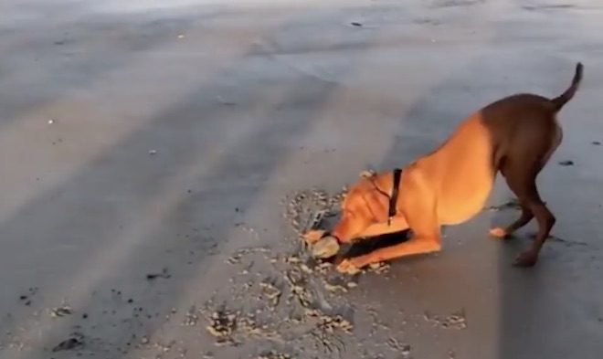vizsla finds a clam