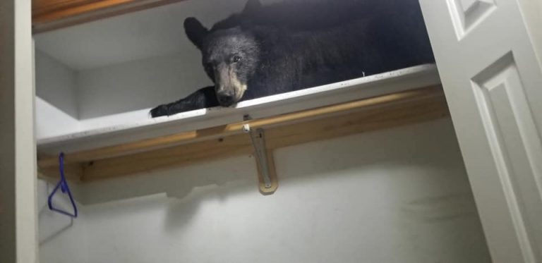 wild bear found in closet