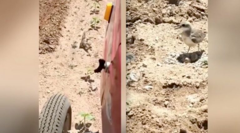 Mother Bird Bravely Stops Tractor From Ploughing Over Her Eggs