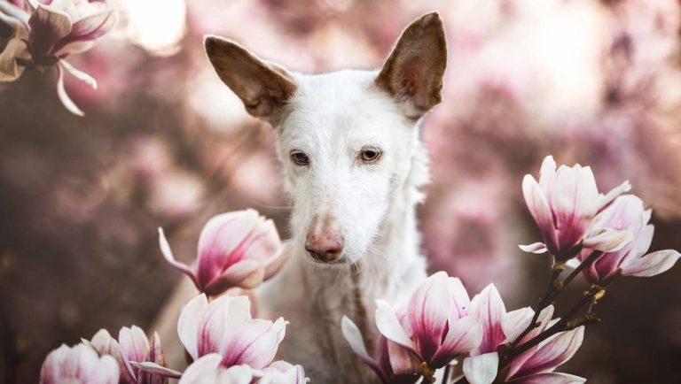 These Winning Photos From Dog Photographer of the Year 2019 Are Simply Beautiful