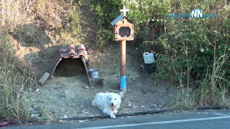 Dog Refuses To Leave Spot Where Owner Died For Over A Year