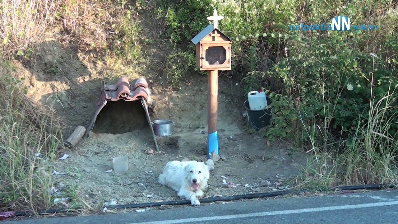 Dog Refuses To Leave Spot Where Owner Died For Over A Year