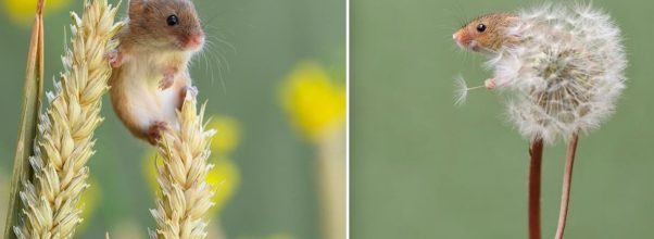 harvest mice photographed by dean mason