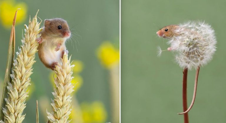 harvest mice photographed by dean mason
