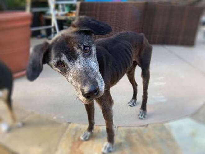 Starving Old Dog ‘Completely Defeated’ When He Is First Rescued But His Wagging Tail Told A Different Story