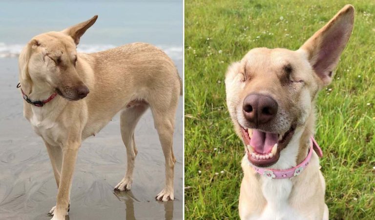 Shot 17 Times, Ear Cut Off, Blinded and Pregnant This Dog Now On A Mission To Spread Love