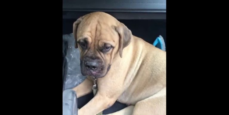 Dog Escapes Train and Treks 125 Miles to Get Back to Family Who Didn’t Want Her