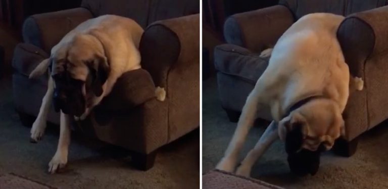 Huge Mastiff Tries To Sleep In Arm Chair With Adorable Results