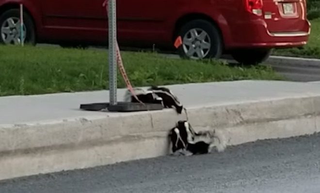 Mother Skunk Help Her Babies Climb Up Curb