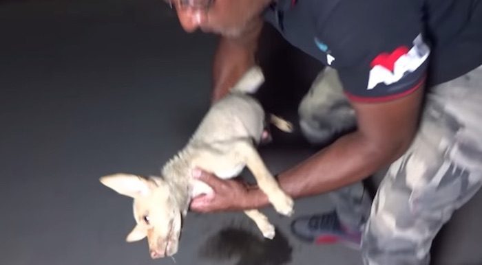 Injured Puppy Fading Away Before Rescuers’ Eyes Rescued Just In Time