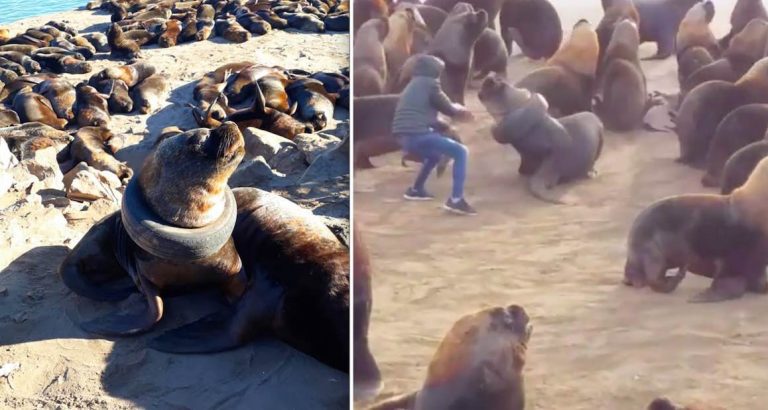 Brave Man Removes Tire Stuck On Sea Lion’s Neck