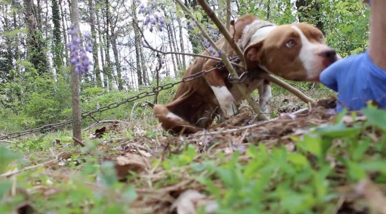 Starving Pit Bull Found Chained To Tree Becomes The Sweetest Dog