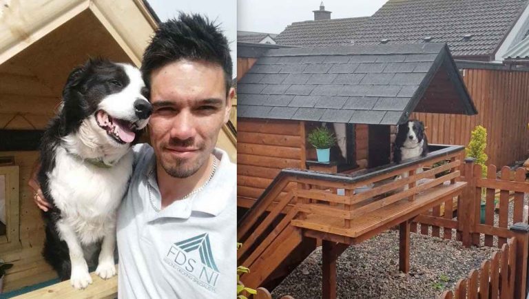 Man Builds His Beloved Border Collie A Dog Cabin In The Backyard