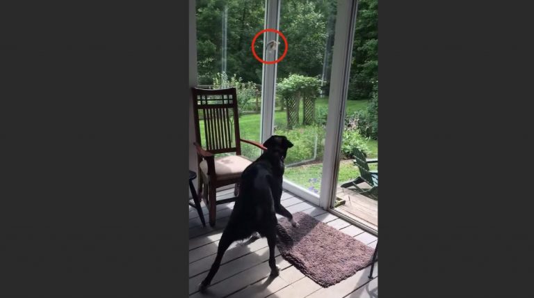 dog frees trapped bird