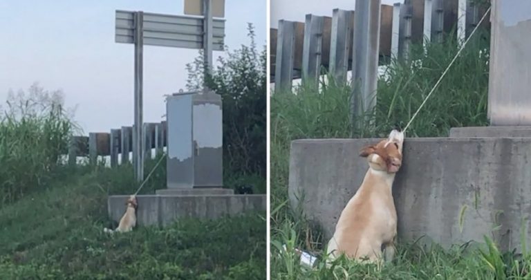 Man Saves Dog Hanging Near Highway Overpass By Electrical Cord