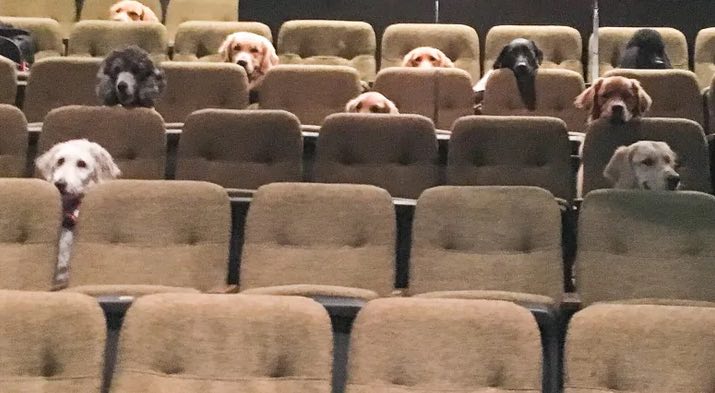Sweet Photo Of Service Dogs Enjoying Theatre Performance Charms The Internet