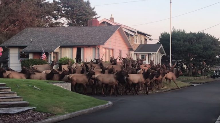 Huge Elk Herd Gathers Outside Home In Oregon Town