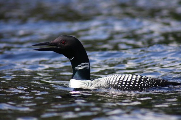 Pair Of Loons Adopt An Orphaned Mallard Duckling