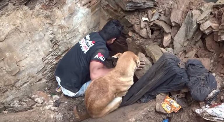 Mother Dog Helps Rescuers Find And Dig For Her Buried Puppies
