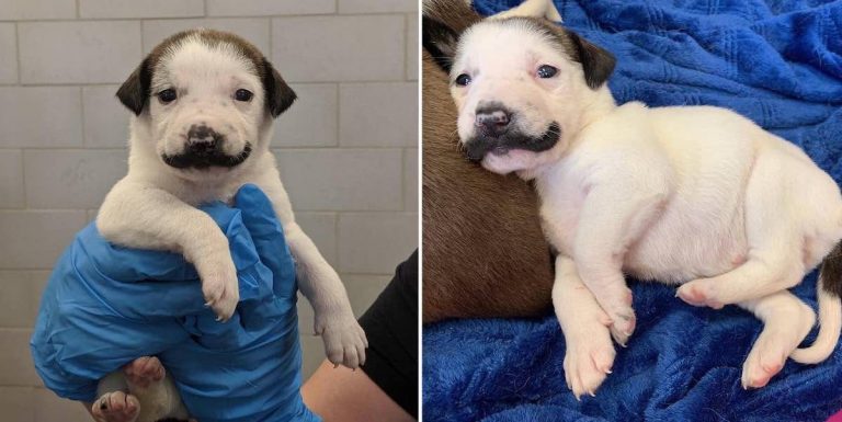 Adorable Shelter Puppy With Mustache Goes Viral