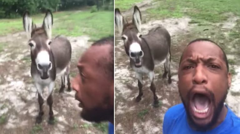 Donkey Hilariously Joins His Human In Singing ‘Lion King’ Song