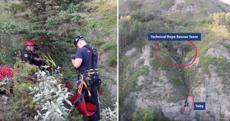 Lost Dog Stuck For Week On Ledge Of Dangerous Cliff Rescued By Firefighters