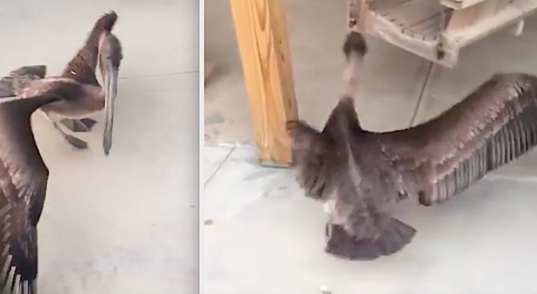 Pelican Who Lost Wing In Hurricane Waits Every Day For Fish From Kind Woman
